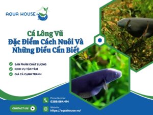 Cá lông vũ