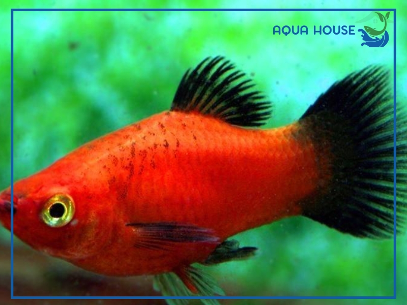 Kinh Nghiệm Nuôi Cá Mún Lửa Cho Người Mới