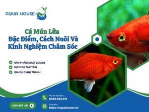 Cá mún lửa