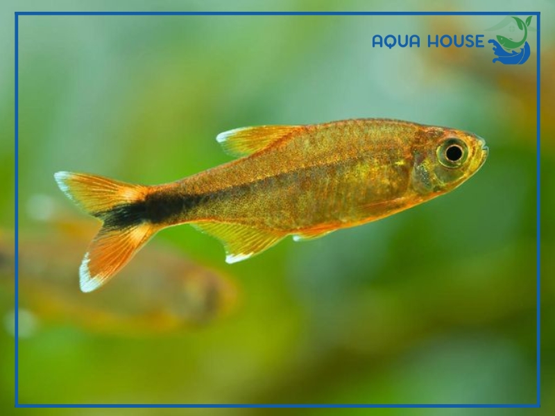 Những lưu ý quan trọng khi nuôi cá Nana Vàng