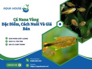 Cá nana vàng