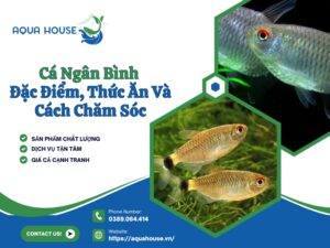 Cá ngân bình