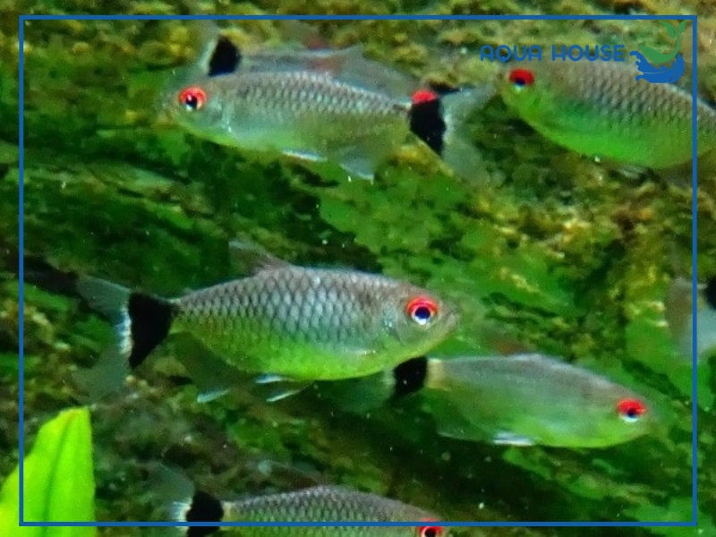 Đặc điểm nhận dạng cá ngân bình