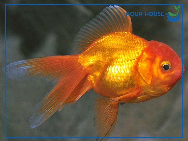 Cách nuôi cá Oranda khỏe mạnh