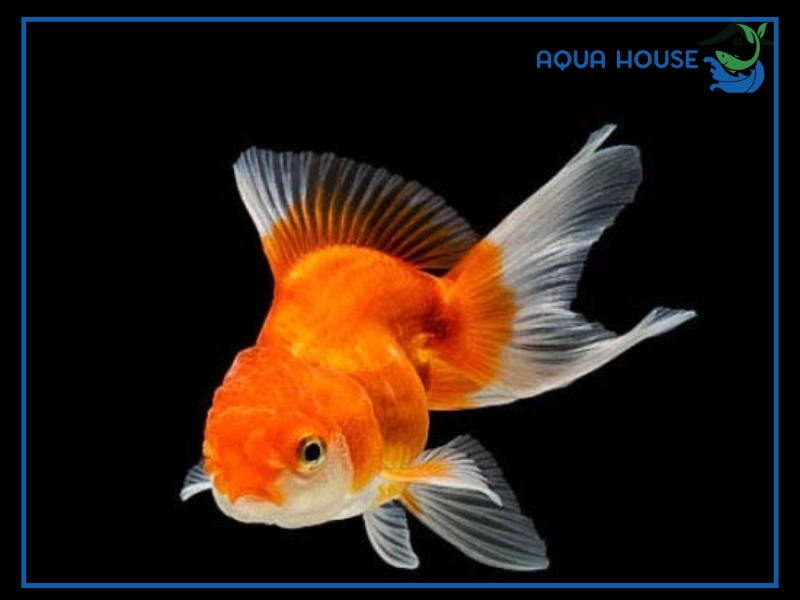 Đặc điểm nhận biết cá Oranda