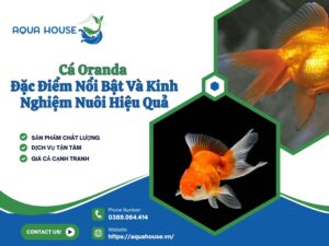 Cá Oranda
