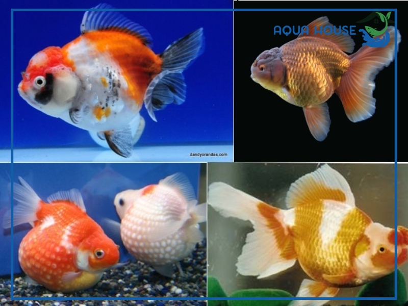 Phân loại cá Oranda phổ biến trên thị trường
