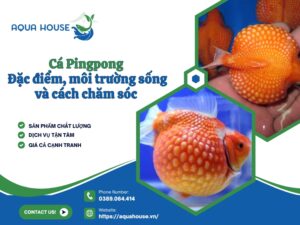 Cá Pingpong