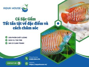 Cá sặc gấm