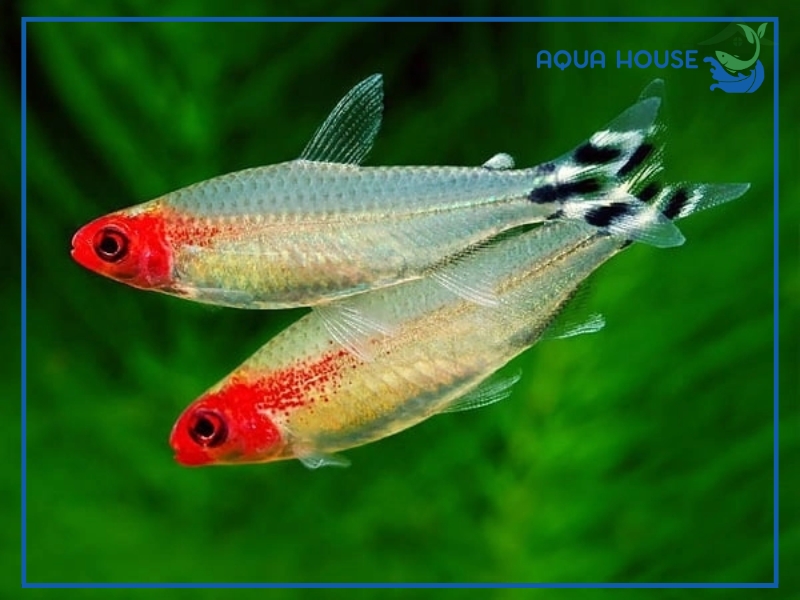 Đặc điểm nhận dạng Cá Sóc Đầu Đỏ