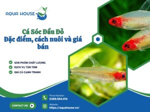 Cá sóc đầu đỏ