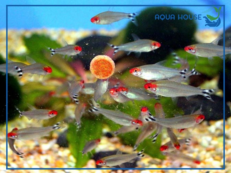 Cách nuôi Cá Sóc Đầu Đỏ khỏe mạnh