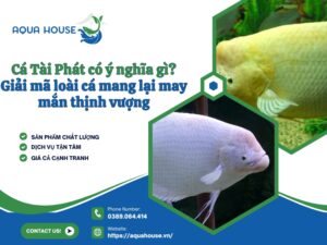 Cá tài phát