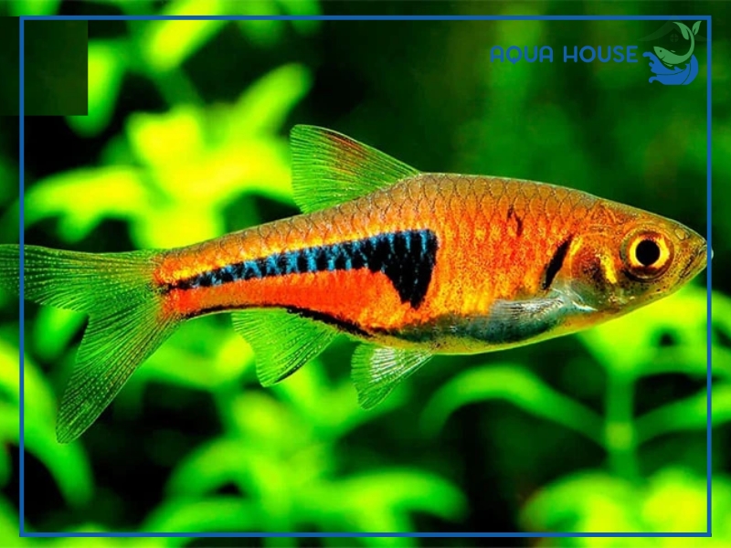 Đặc điểm của Cá Tam Giác Vua
