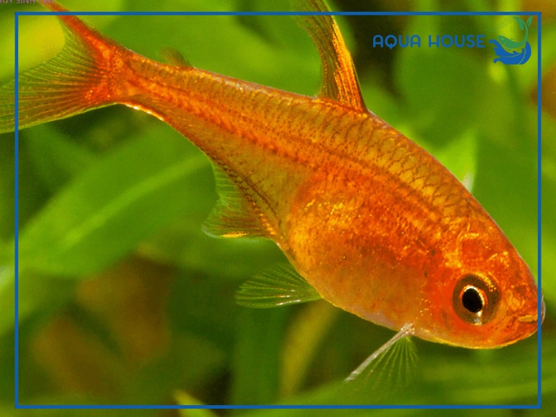 Hướng Dẫn Cách Nuôi Cá Tetra Khỏe Mạnh
