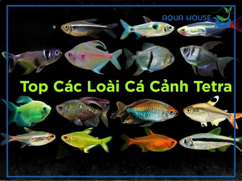 Các Loại Cá Tetra Phổ Biến Hiện Nay