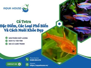 Cá Tetra