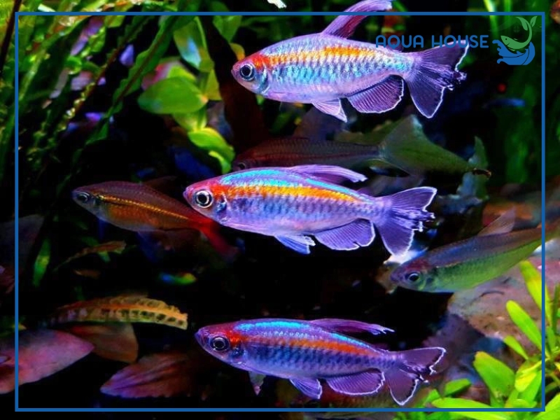 Đặc điểm của cá tetra