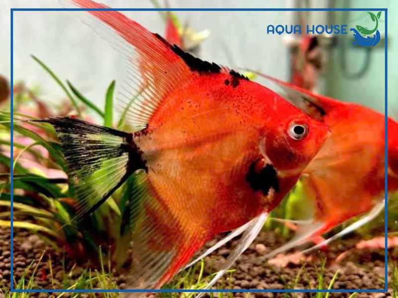 Ý Nghĩa Phong Thủy Của Cá Thần Tiên