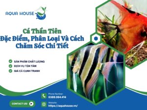 Cá thần tiên