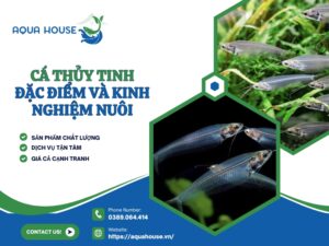 Cá thủy tinh