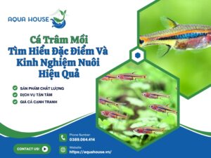 Cá trâm mồi