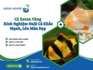 Cá Xecan vàng