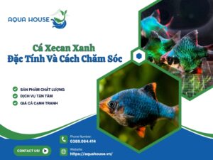 Cá Xecan Xanh