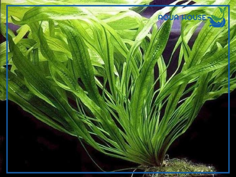 Tác dụng của cây lưỡi mèo trong bể thủy sinh
