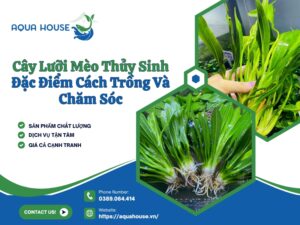 Cây lưỡi mèo thủy sinh