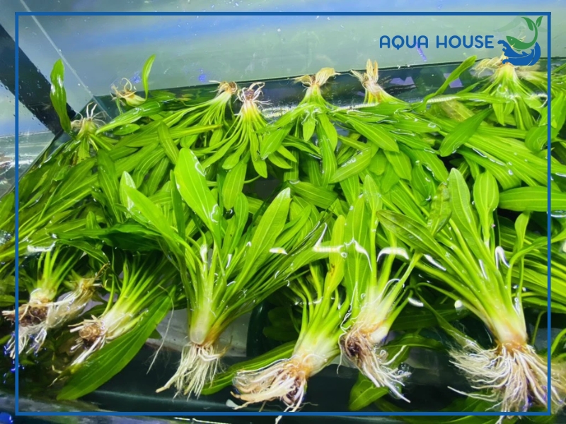 Cách trồng cây lưỡi mèo thủy sinh đúng kỹ thuật