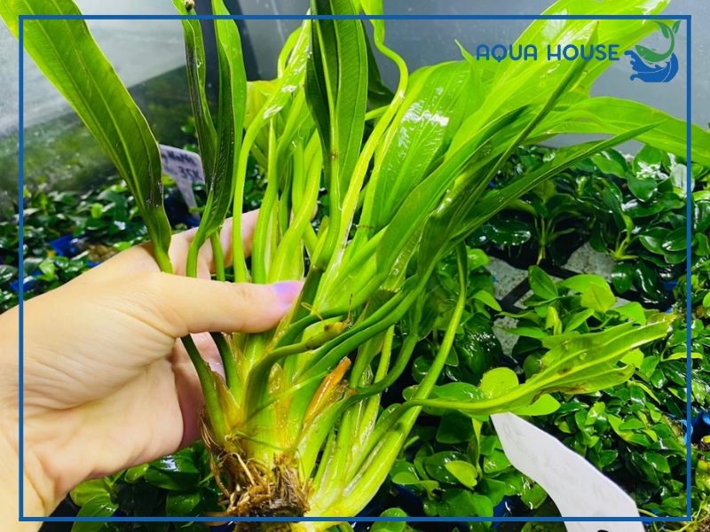 Đặc điểm nhận dạng cây lưỡi mèo thủy sinh