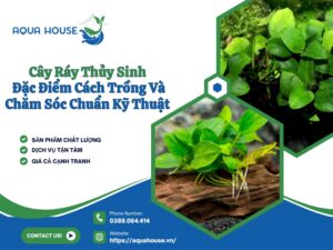 Cây ráy thủy sinh