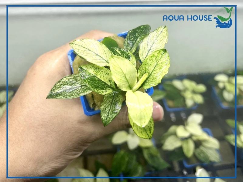 Đặc điểm sinh học của cây ráy