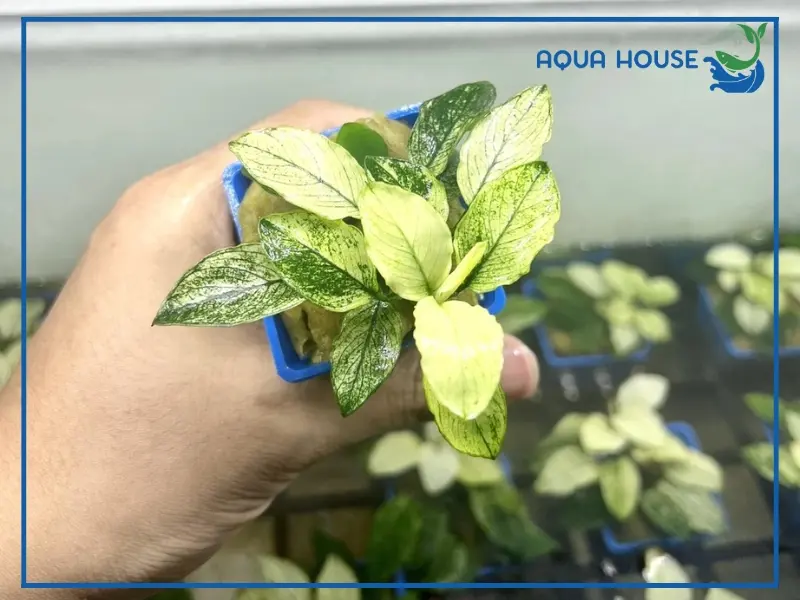 Đặc điểm sinh học của cây ráy