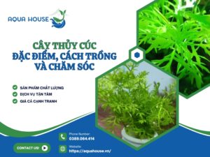 Cây thủy cúc