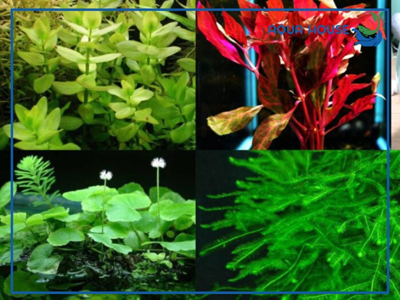 Top Các Loại Cây Thủy Sinh Bán Cạn Phổ Biến Nhất