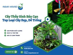 Cây thủy sinh bán cạn