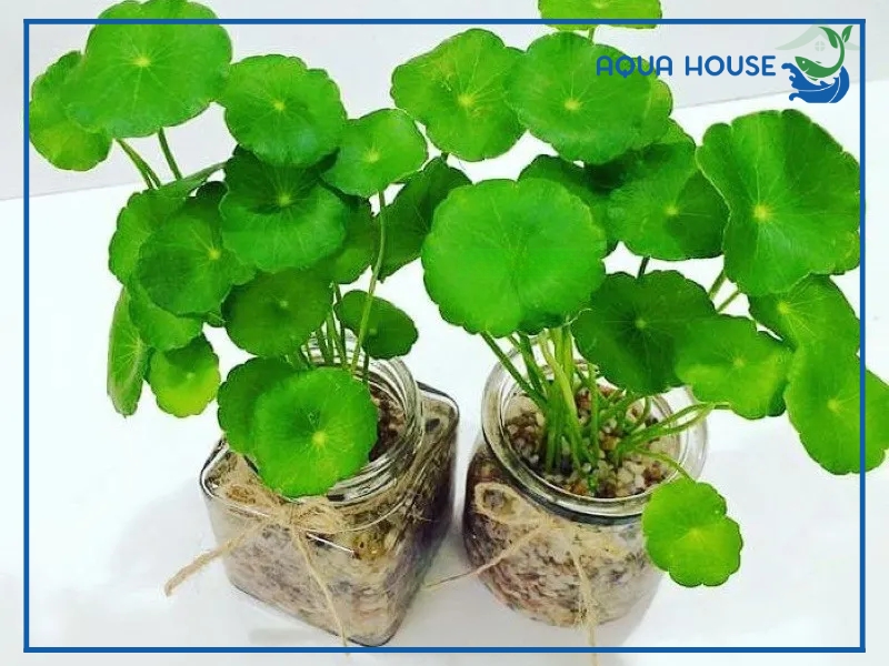 Cách Trồng Cây Thủy Sinh Bán Cạn Đúng Kỹ Thuật