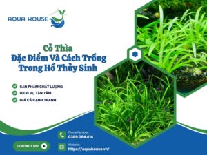 Cỏ thìa