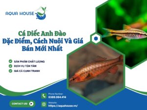 Diếc anh đào