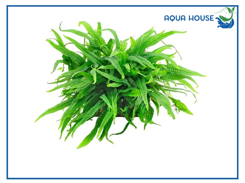 Kinh nghiệm giúp dương xỉ phát triển tốt