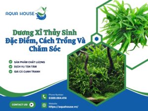 Dương xỉ thủy sinh