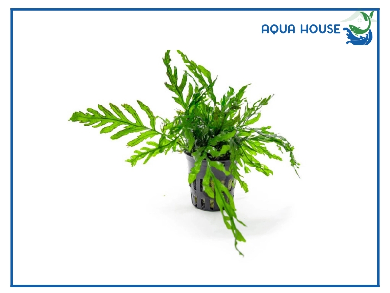 Cách trồng dương xỉ thủy sinh