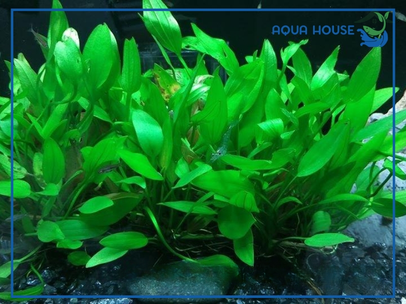 Công Dụng Của Lan Nước Trong Hồ Thủy Sinh