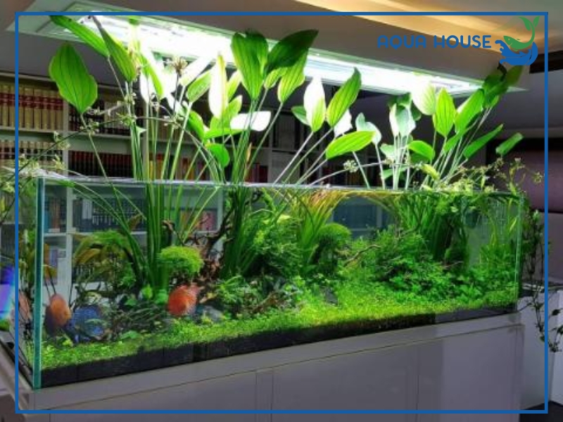 Những Lưu Ý Khi Trồng Lan Nước Thủy Sinh