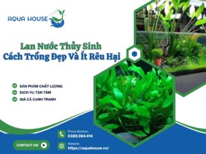 Lan nước thủy sinh
