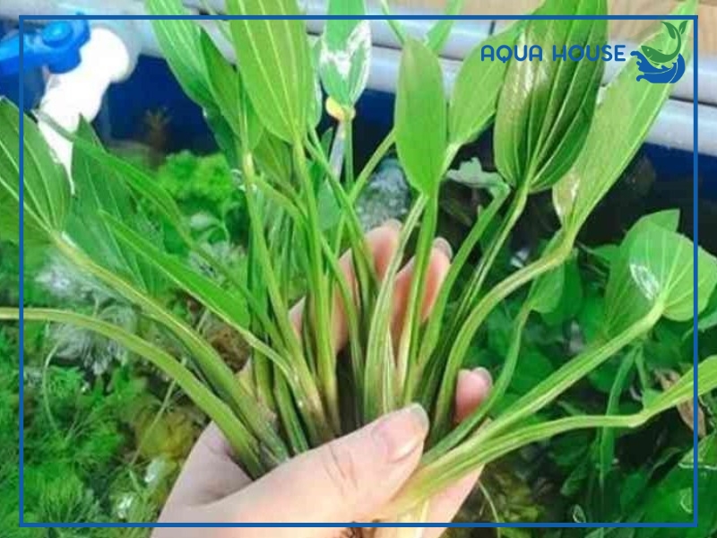 Đặc Điểm Của Lan Nước Thủy Sinh