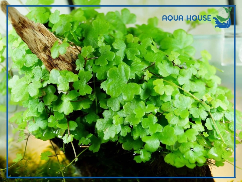 Những Lưu Ý Khi Trồng Rau Má Trong Hồ Cá