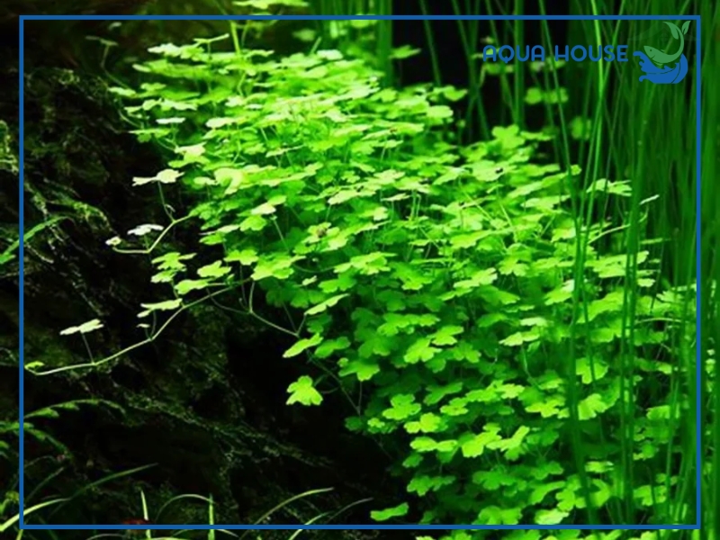 Các Loại Rau Má Thủy Sinh Phổ Biến
